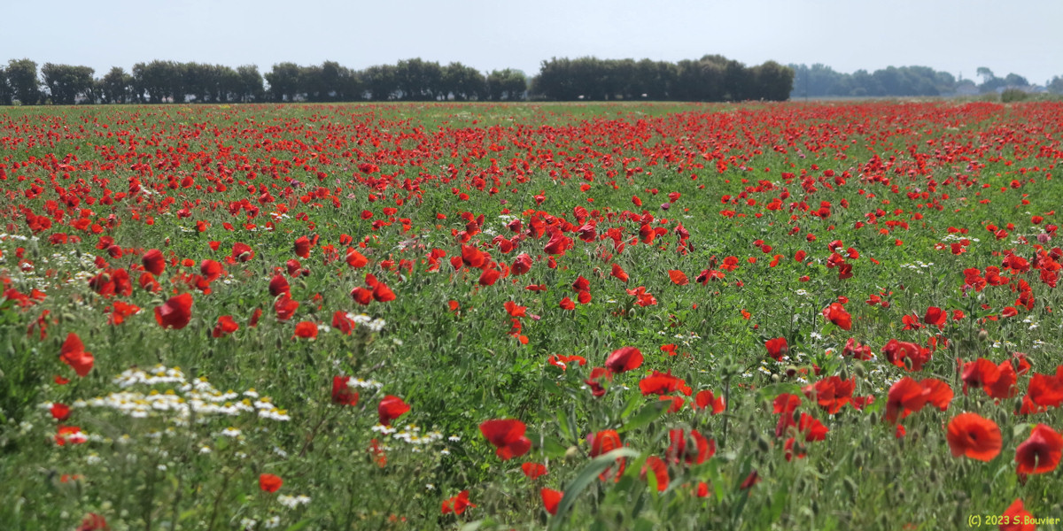 Ault (Coquelicots 2)