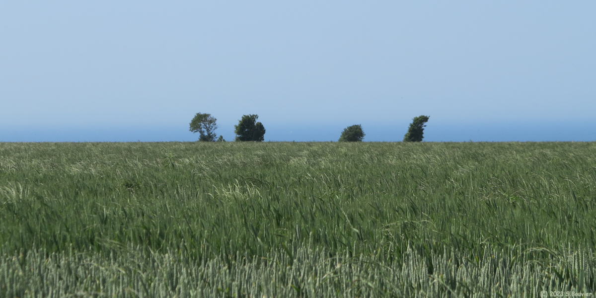 Ault (Arbres)