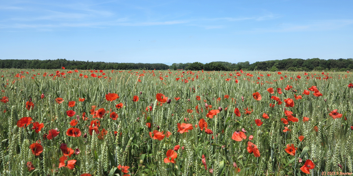 Estrébœuf (Coquelicots)