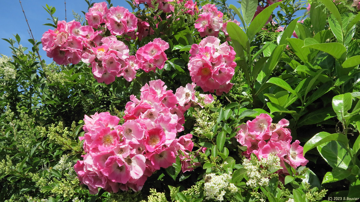 Saint Valery sur Somme (Rosier sauvage)