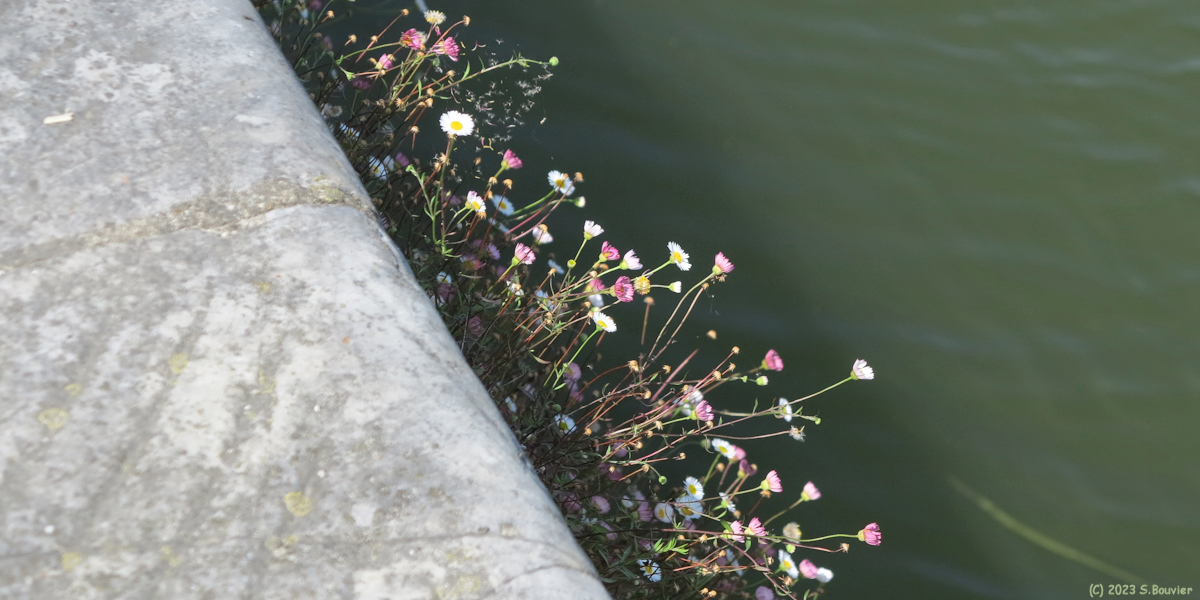 Saint Valery sur Somme (Vergerette)