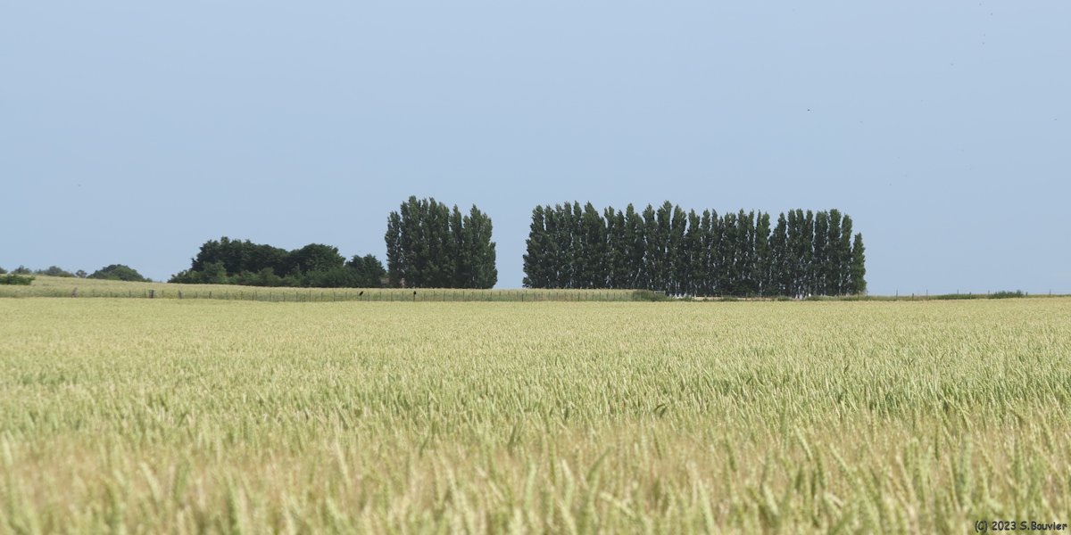 Saint Valery sur Somme (Champ de Blé)
