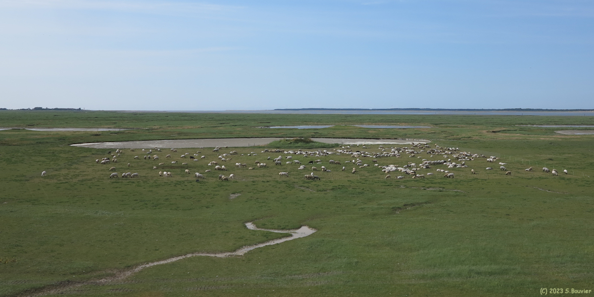 Saint Valery sur Somme (Moutons 1)