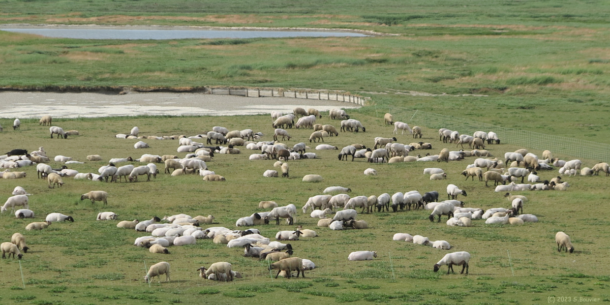 Saint Valery sur Somme (Moutons 2)