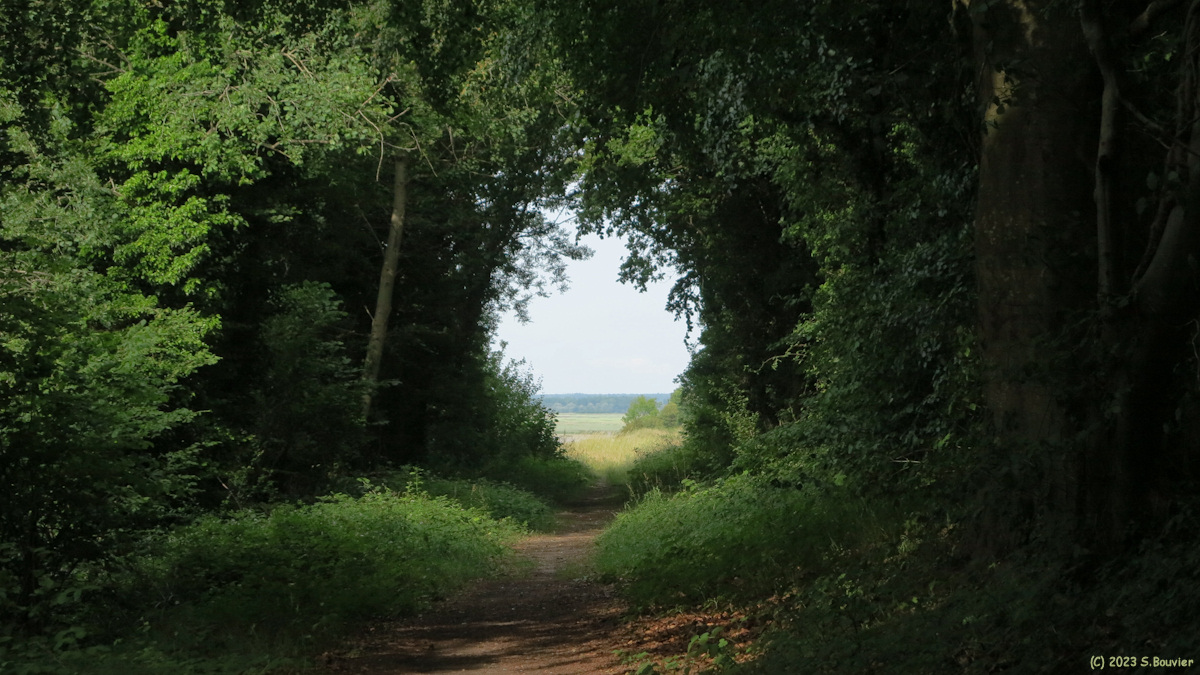 Saint Valery sur Somme (Bois Houdant)