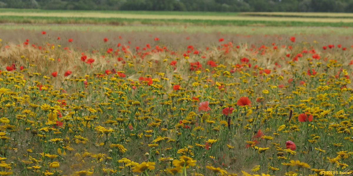 Saint Valery sur Somme (Chrysanthème)