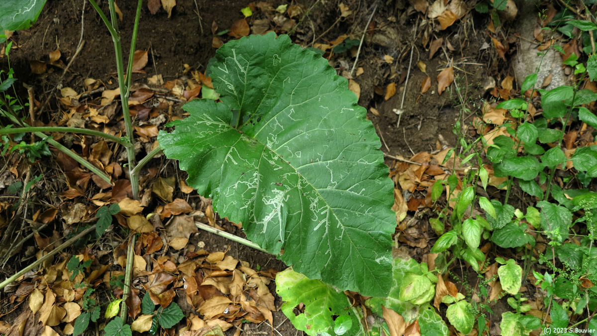 Hautot sur Mer (Feuille)