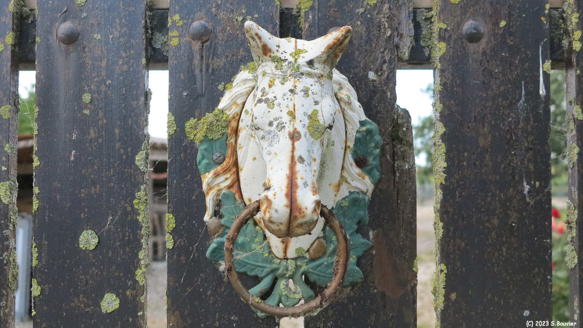 Cayeux sur Mer (Cheval)