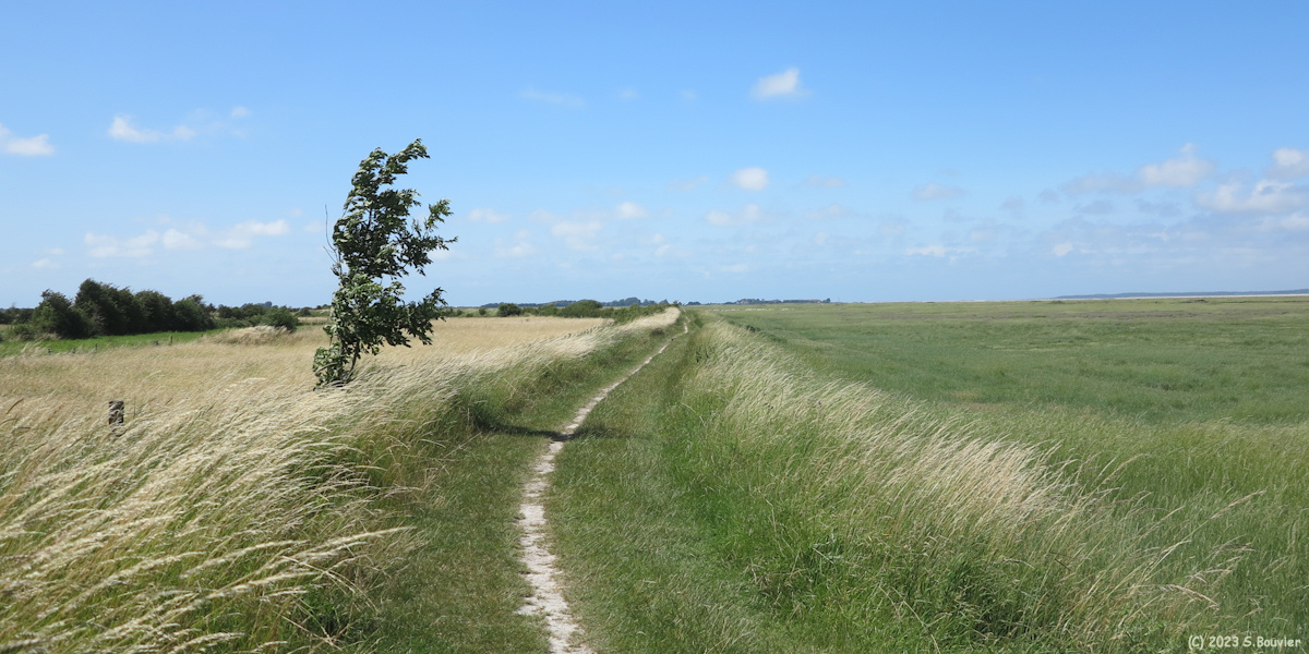 Baie de Somme (Digue 1)