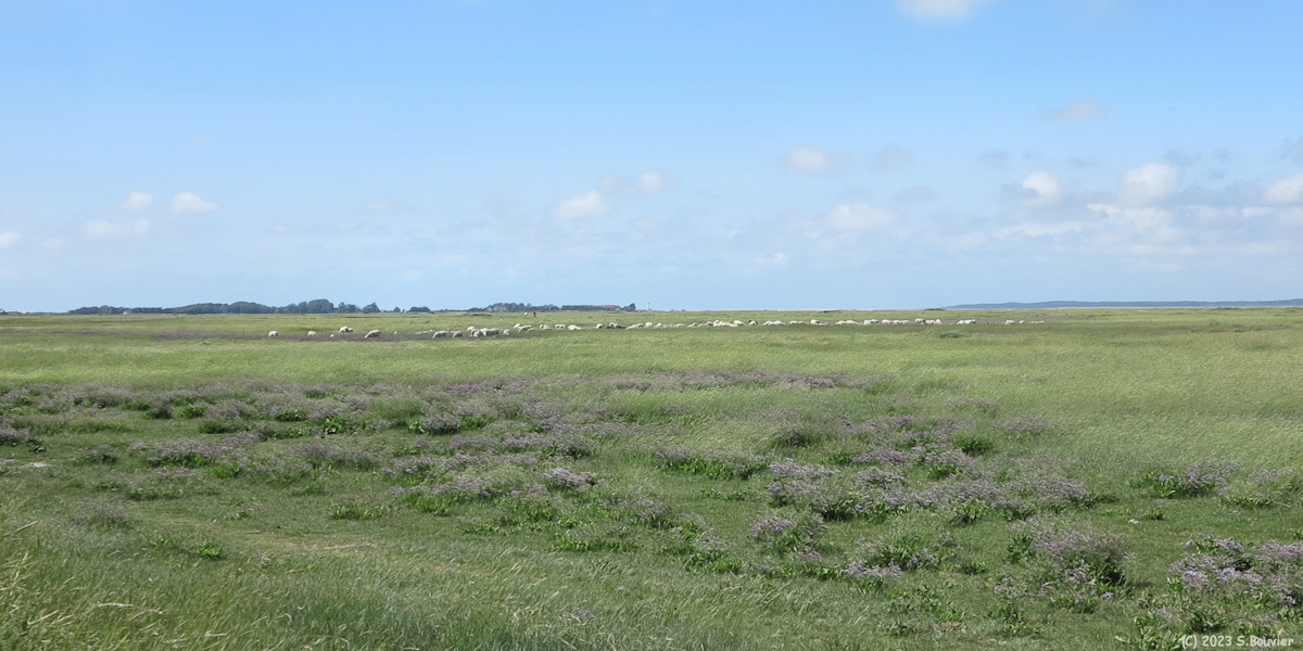 Baie de Somme (Moutons)