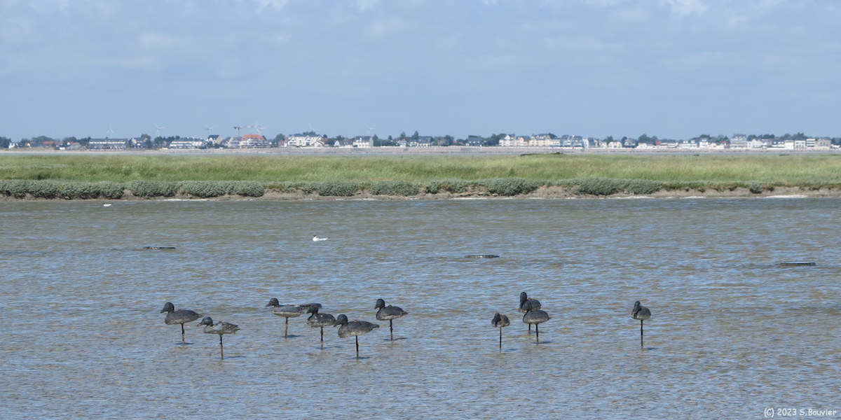 Baie de Somme (Blettes)