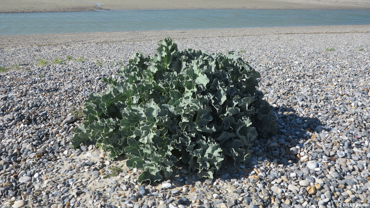 Cayeux sur Mer (Chou marin)
