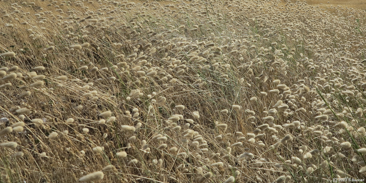 Cayeux sur Mer (Lagure Ovale)