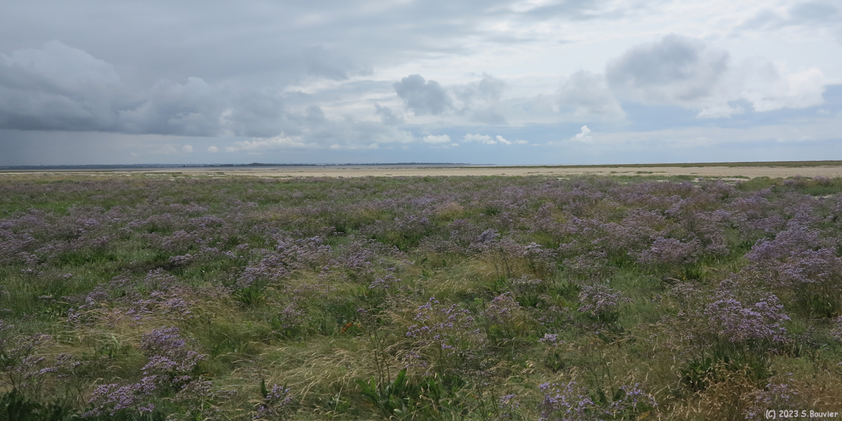 Baie de Somme (Lilas de Mer 1)