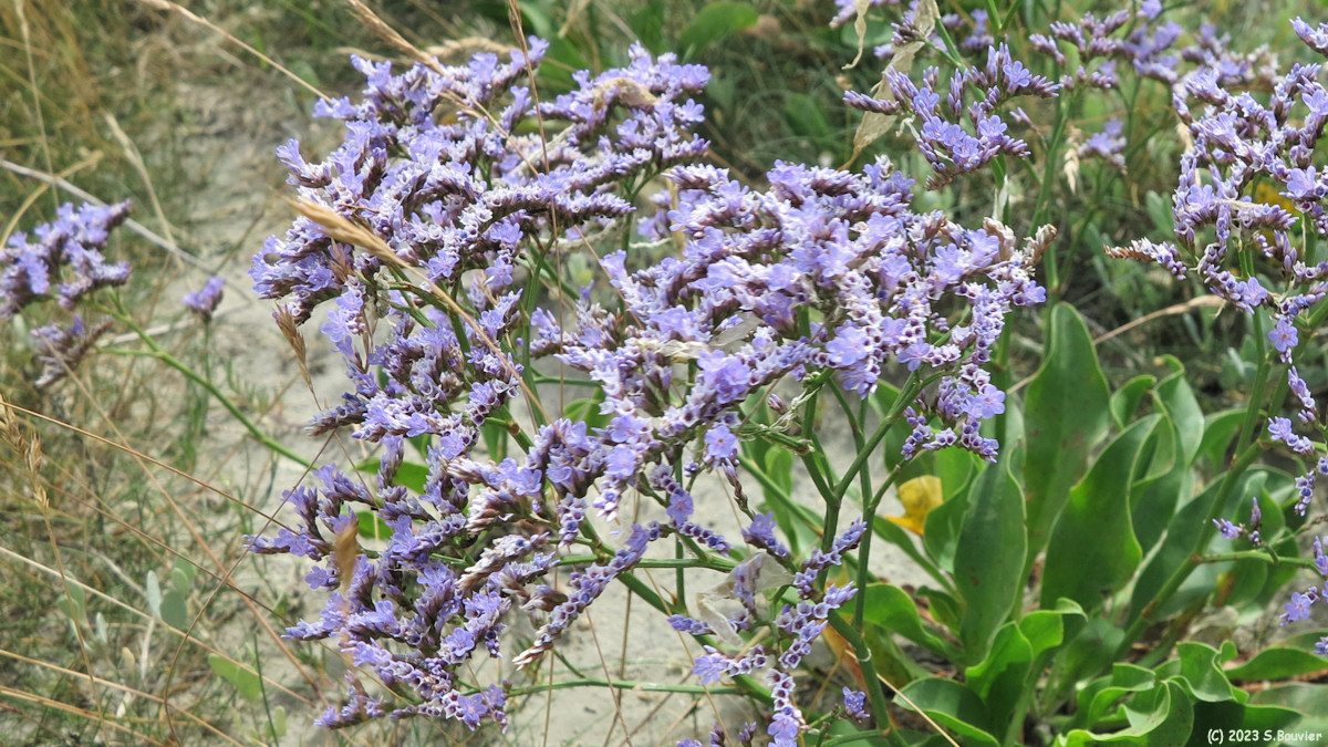 Baie de Somme (Lilas de Mer 2)