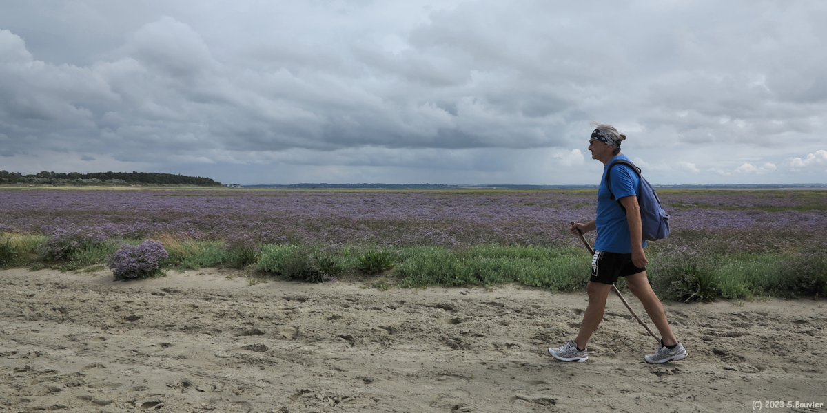 Baie de Somme (Lilas de Mer 3)