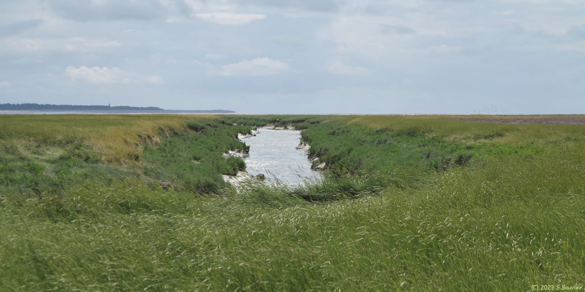 Baie de Somme (Maye 3)