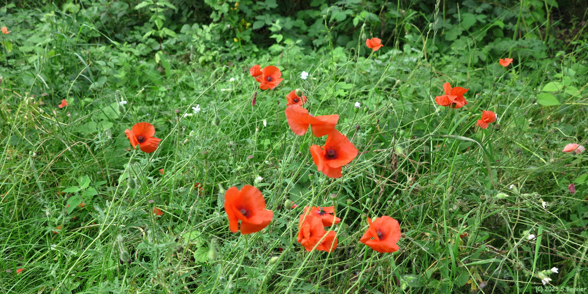 Saint Quentin en Tourmont (Coquelicots)