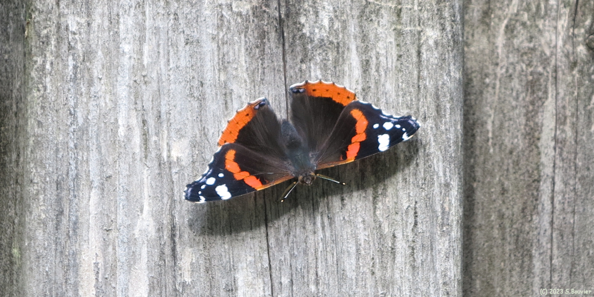 Saint Quentin en Tourmont (Papillon)