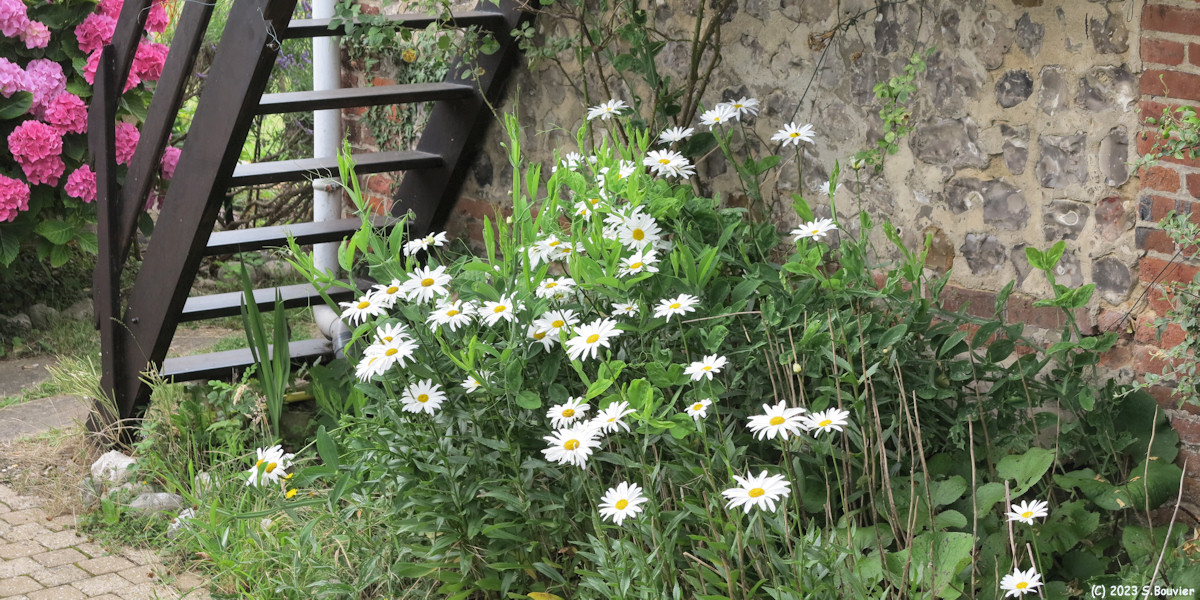 Saint Pierre en Port (Marguerites)