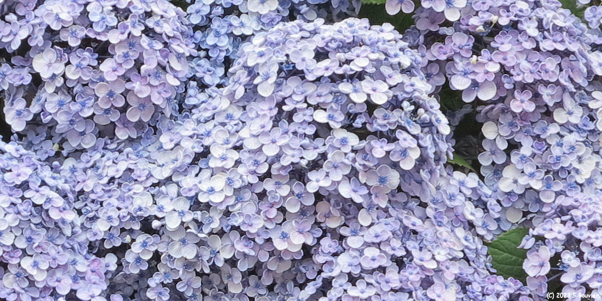 Saint Pierre en Port (Hortensia)
