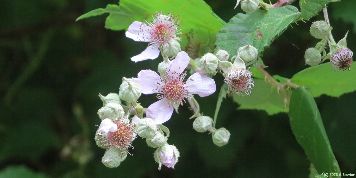 Sassetot le Mauconduit (Fleur)