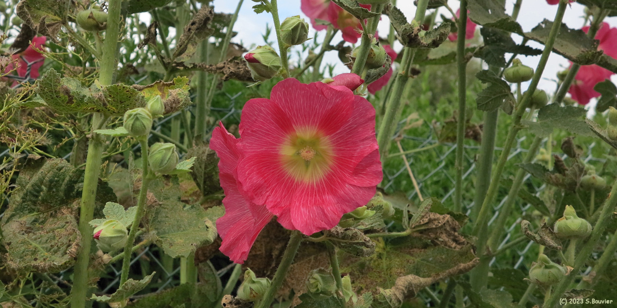 Sassetot le Mauconduit (Roses trémières)
