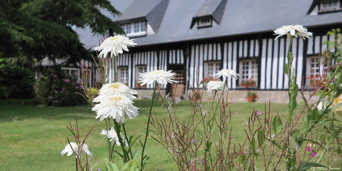Vinnemerville (Marguerites d'Eté)