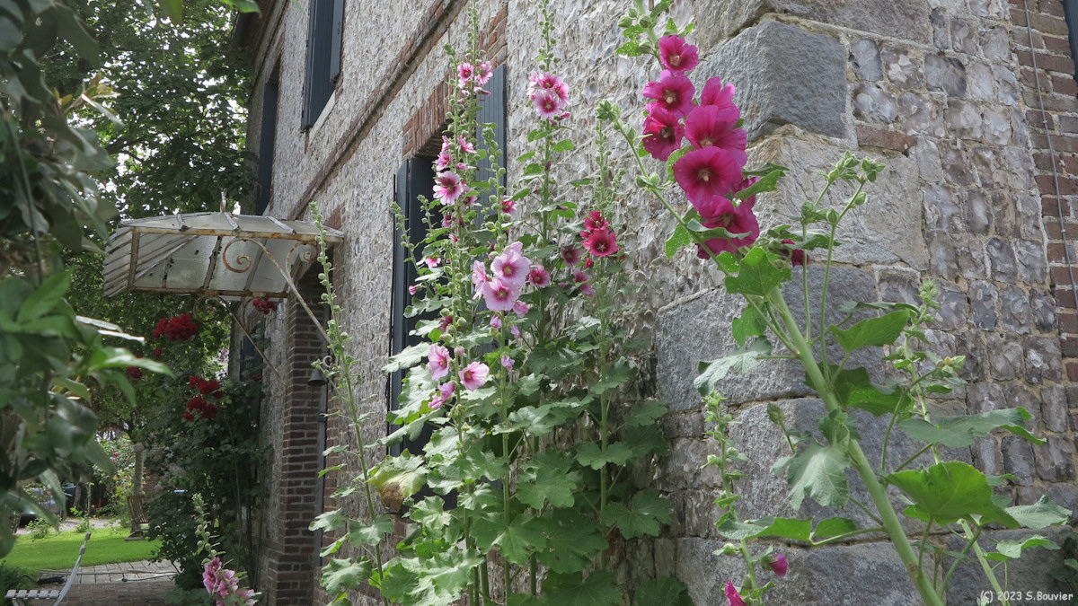 Saint Martin aux Buneaux (Roses trémières)