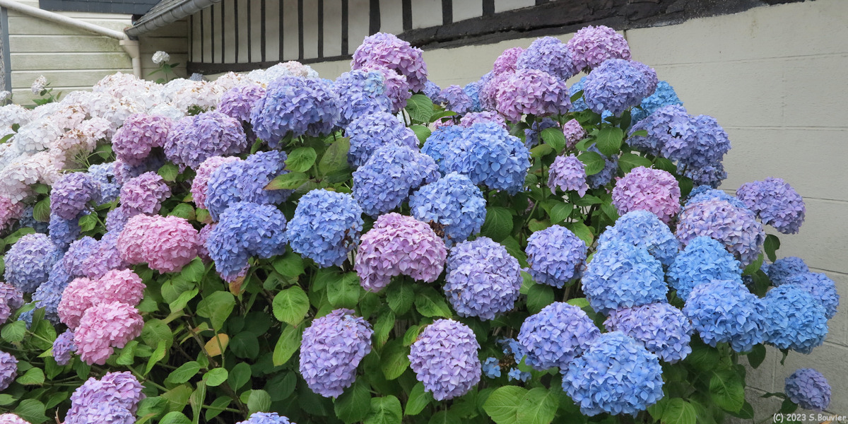 Saint Martin aux Buneaux (Hortensias 1)