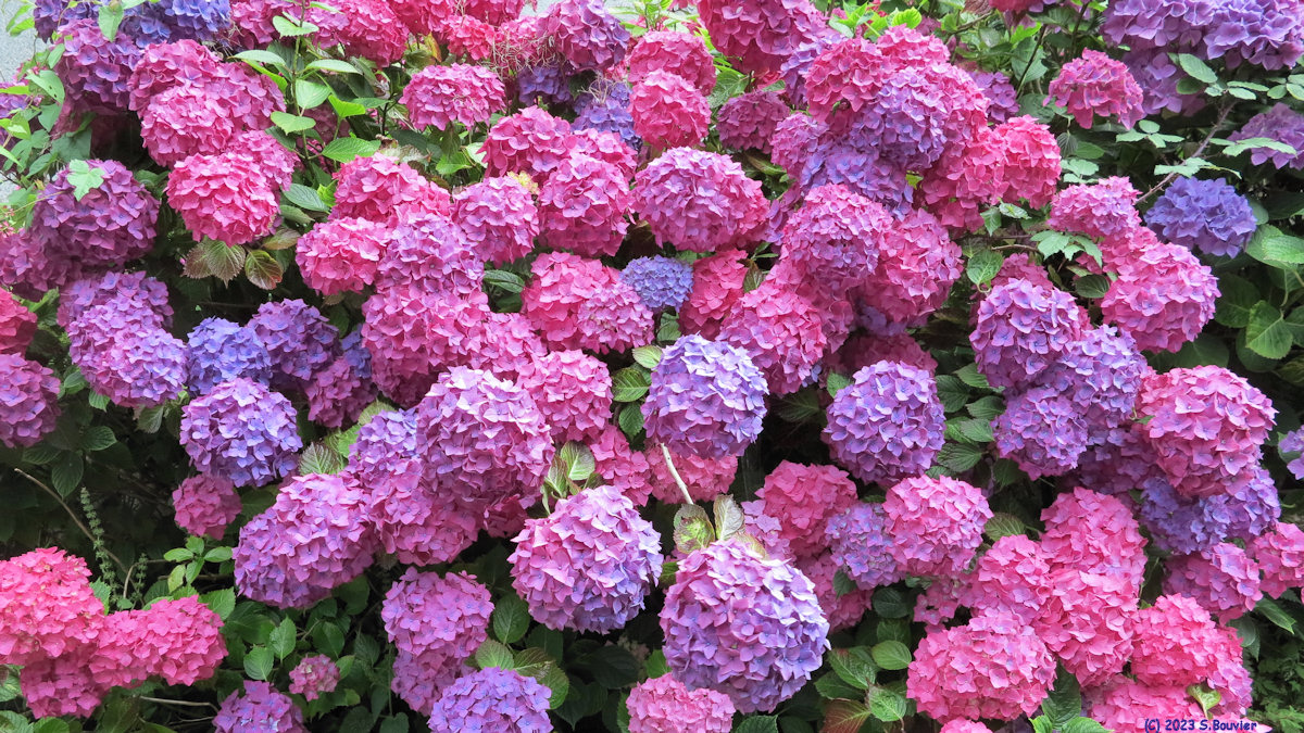 Saint Martin aux Buneaux (Hortensias 2)