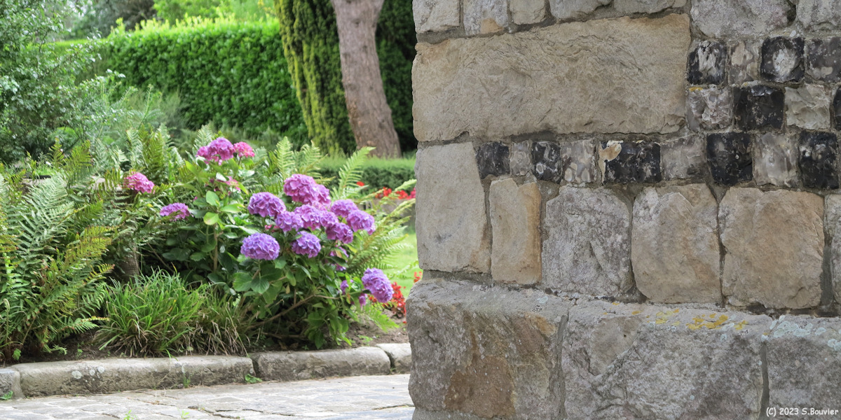 Saint Martin aux Buneaux (Hortensia, Mur)