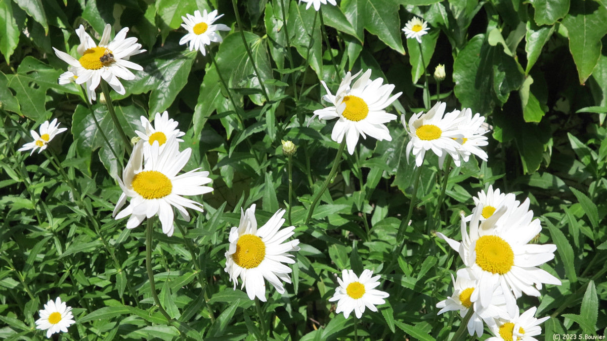 Saint Martin aux Buneaux (Marguerites)