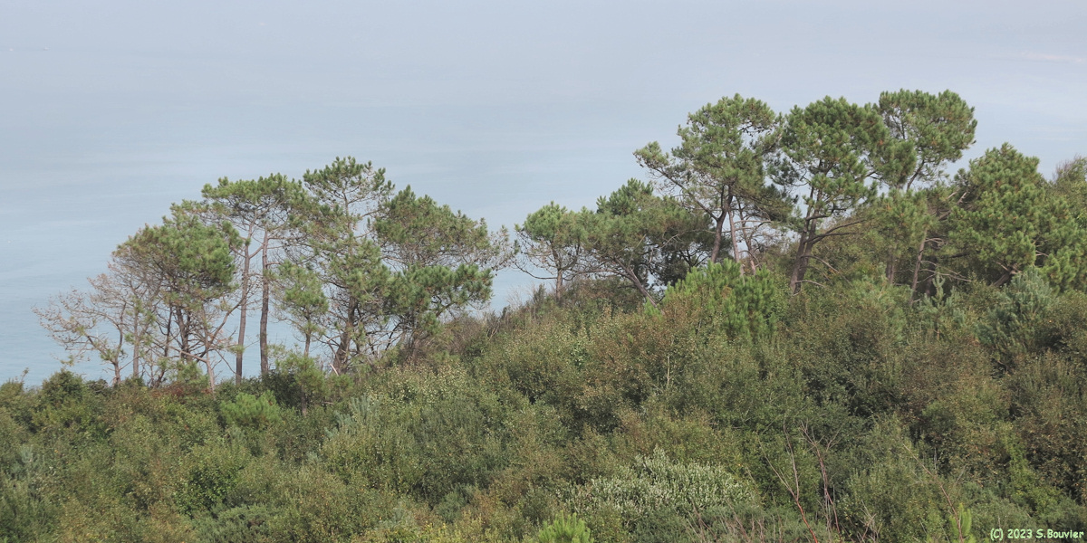 Varengeville sur Mer (Pins)