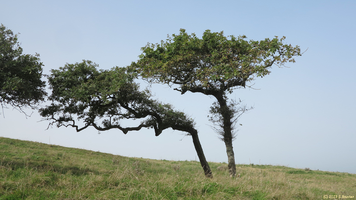 Varengeville sur Mer (Chênes)