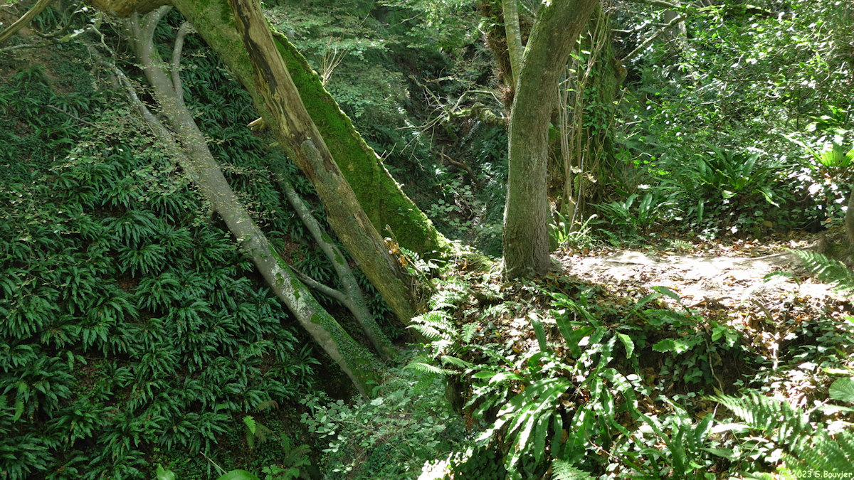 Varengeville sur Mer (Gorge 2)