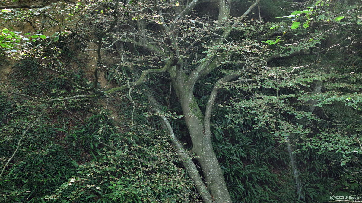 Varengeville sur Mer (Gorge 3)