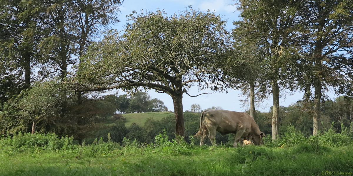 Longueil (Taureau)