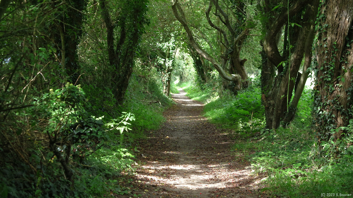 Sainte Marguerite sur Mer (Chemin)