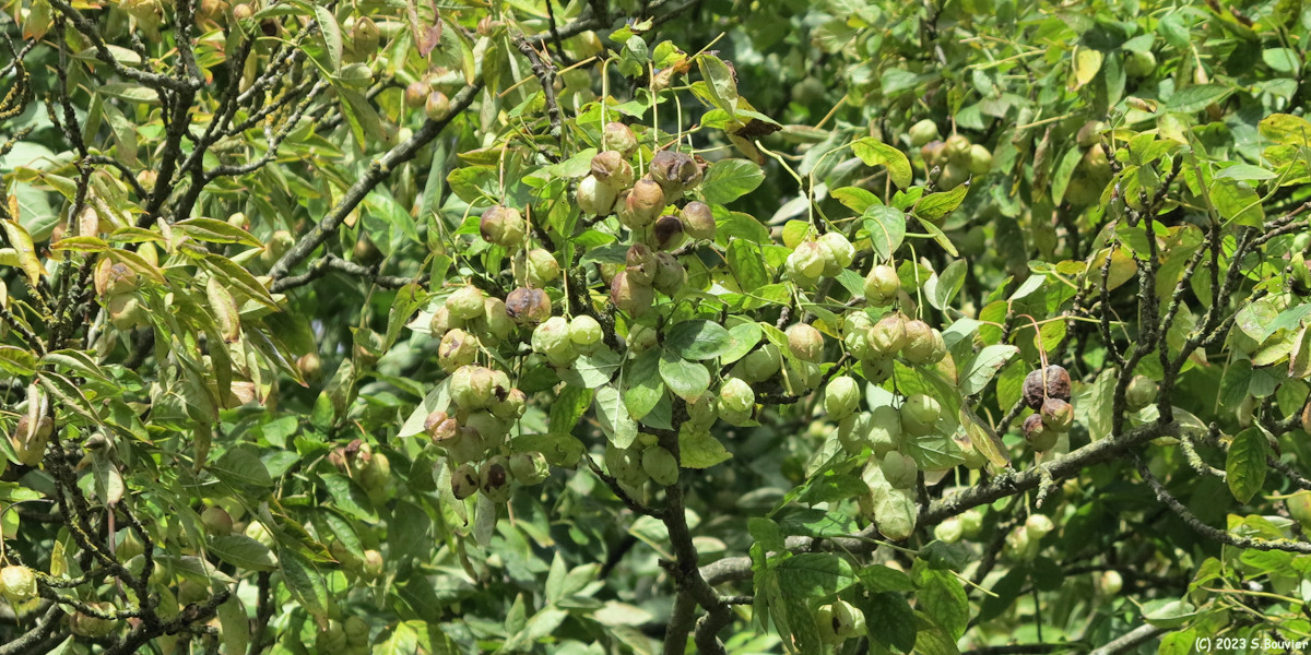 Longueil (Faux Pistachier)
