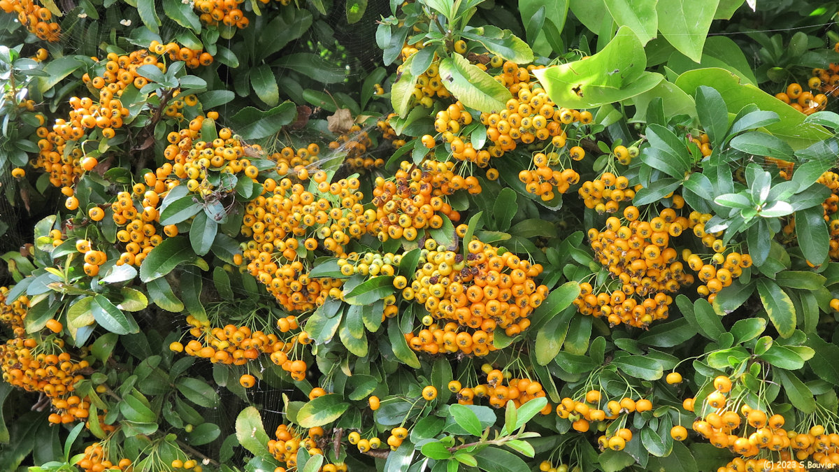 Longueil (Buisson ardent)