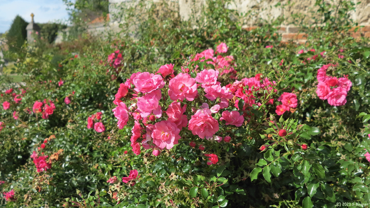 Longueil (Rosier sauvage)