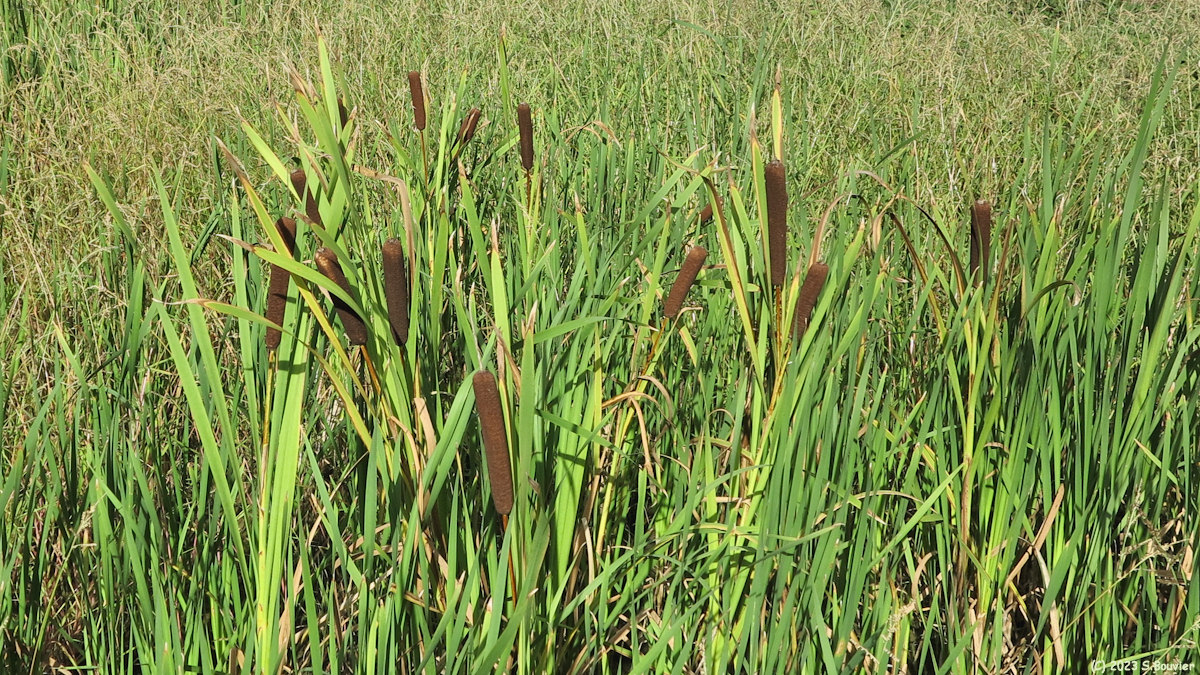 Longueil (Massettes)