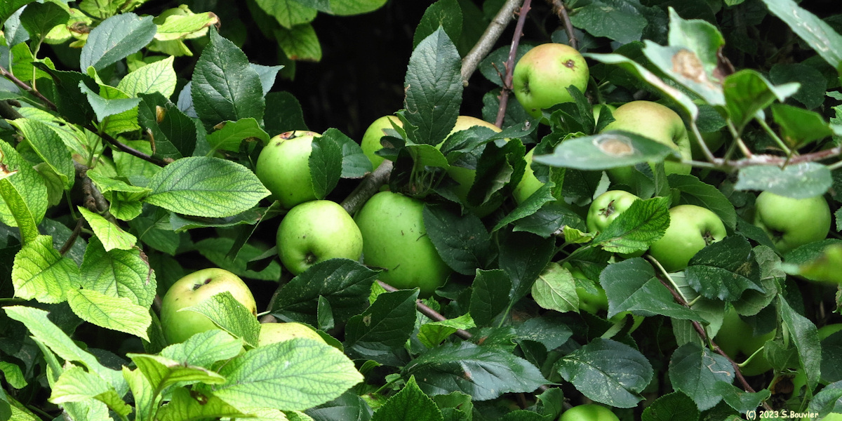 Bourg-Dun (Pommes)