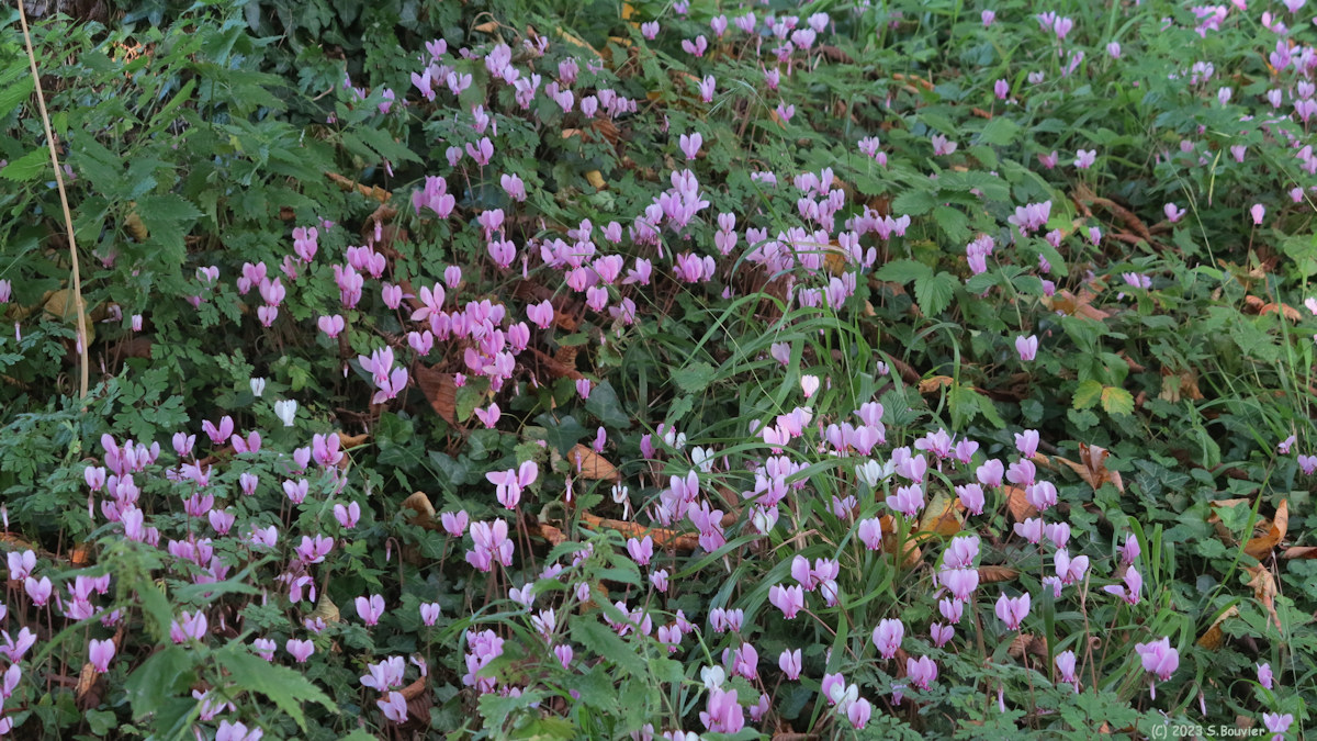 Bourg Dun (Cyclamen)