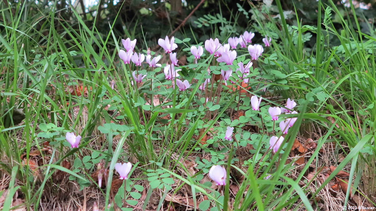 Bourg-Dun (Cyclamen)