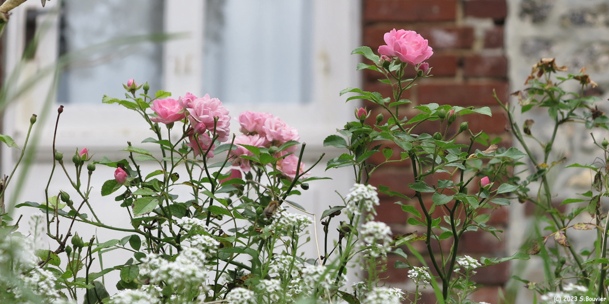Bourg-Dun (Roses)