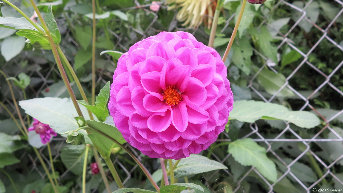Bourg-Dun (Dahlia)
