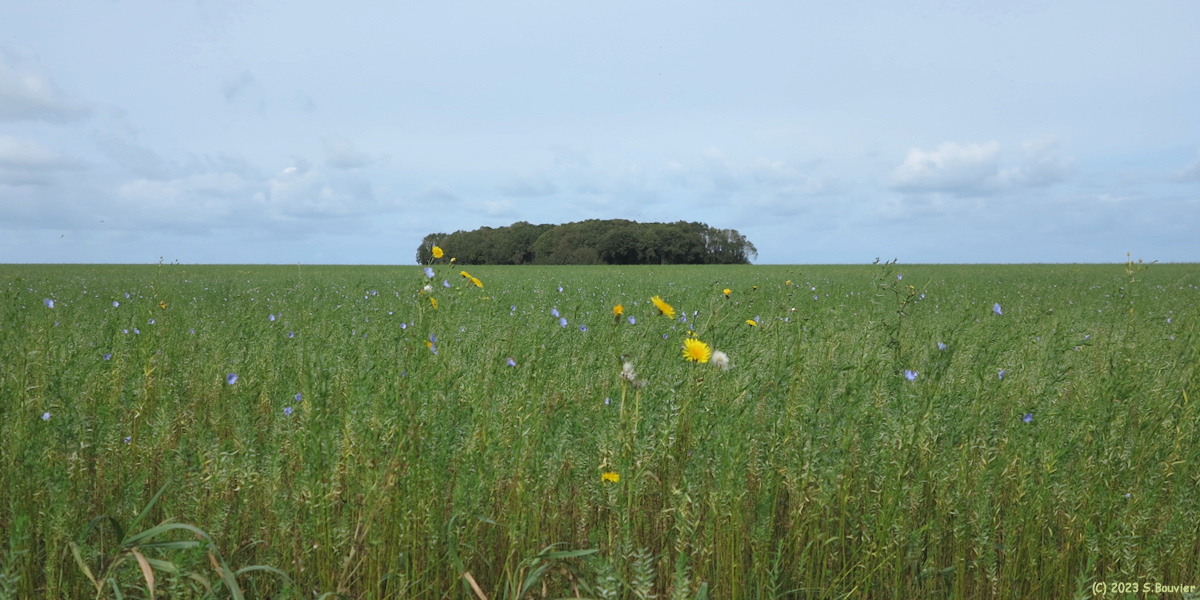 La Chapelle sur Dun (Bois Fardan)