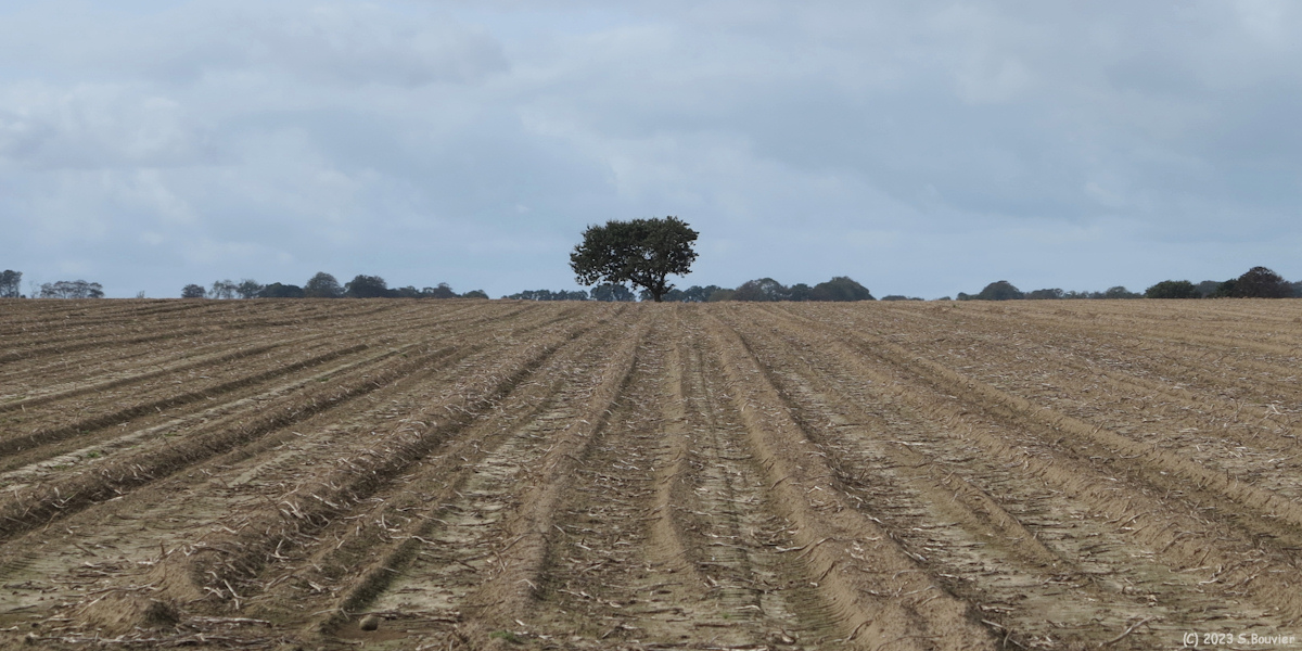 La Chapelle sur Dun (Arbre)